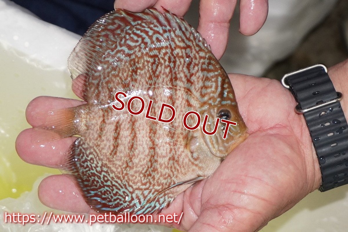 画像2: 【ディスカス】【通販】マジェスティックファイヤー（スーパーファインパターン＆ハイフォーム）【個体販売】12cm（生体）マレーシア　NAディスカスファーム (2)