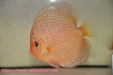 画像1: 【ディスカス】【通販】マジェスティックファイヤー（スーパーファインパターン＆ハイフォーム）【個体販売】12cm（生体）マレーシア　NAディスカスファーム (1)