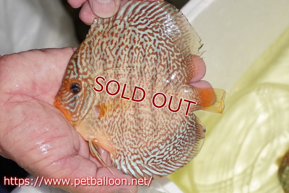 画像2: 【ディスカス】【通販】マジェスティックファイヤー（スーパーファインパターン＆ハイフォーム）【個体販売】12cm（生体）マレーシア　NAディスカスファーム (2)