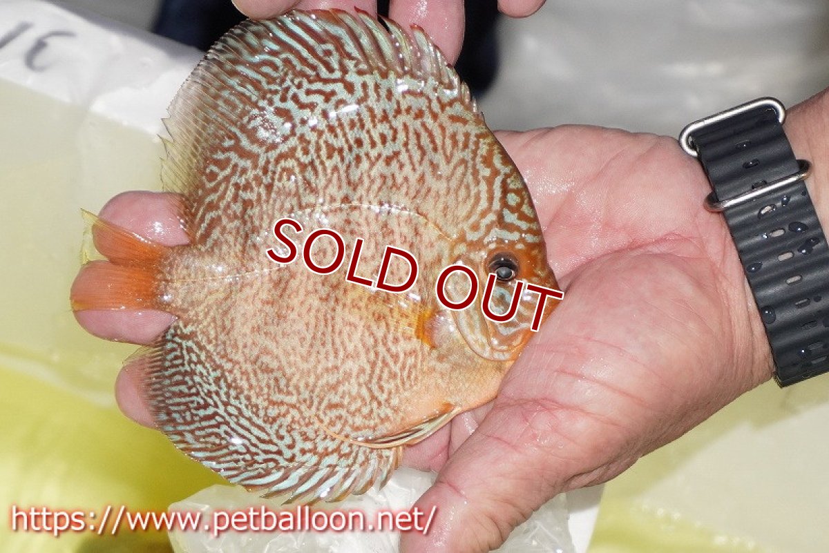 画像3: 【ディスカス】【通販】マジェスティックファイヤー（スーパーファインパターン＆ハイフォーム）【個体販売】12cm（生体）マレーシア　NAディスカスファーム (3)