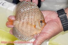 画像3: 【ディスカス】【通販】マジェスティックファイヤー（スーパーファインパターン＆ハイフォーム）【個体販売】12cm（生体）マレーシア　NAディスカスファーム (3)