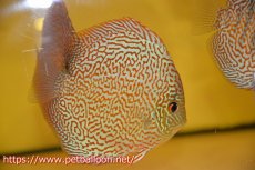 画像1: 【ディスカス】【通販】パンサーレオパード（スーパーファインパターン＆ハイフォーム）【個体販売】11-12cm（生体）マレーシア　KLディスカスファーム (1)