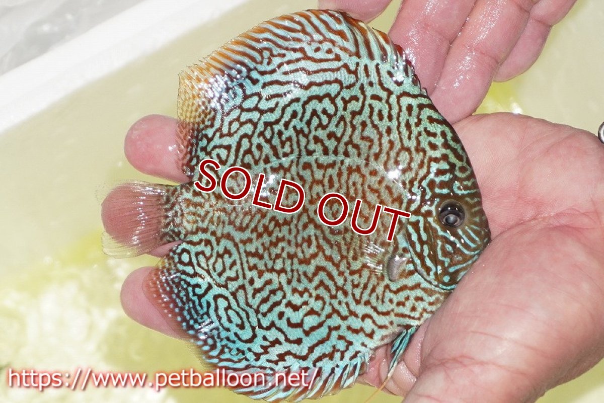 画像3: 【ディスカス】【通販】パンサーレオパード（スーパーファインパターン＆ハイフォーム）【個体販売】11-12cm（生体）マレーシア　KLディスカスファーム (3)