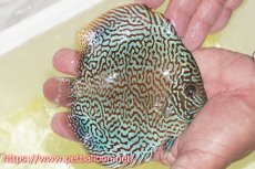 画像3: 【ディスカス】【通販】パンサーレオパード（スーパーファインパターン＆ハイフォーム）【個体販売】11-12cm（生体）マレーシア　KLディスカスファーム (3)