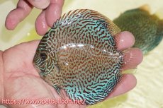 画像1: 【ディスカス】【通販】パンサーレオパード（スーパーファインパターン＆ハイフォーム）【個体販売】11-12cm（生体）マレーシア　KLディスカスファーム (1)