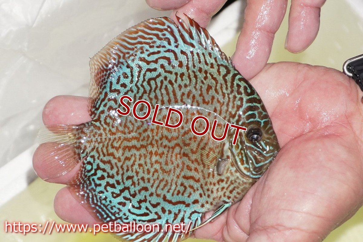 画像2: 【ディスカス】【通販】パンサーレオパード（スーパーファインパターン＆ハイフォーム）【個体販売】11-12cm（生体）マレーシア　KLディスカスファーム (2)