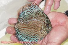 画像2: 【ディスカス】【通販】パンサーレオパード（スーパーファインパターン＆ハイフォーム）【個体販売】11-12cm（生体）マレーシア　KLディスカスファーム (2)