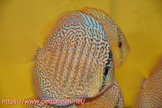 画像1: 【ディスカス】【通販】パンサーレオパード（スーパーファインパターン＆ハイフォーム）【個体販売】11-12cm（生体）マレーシア　KLディスカスファーム (1)