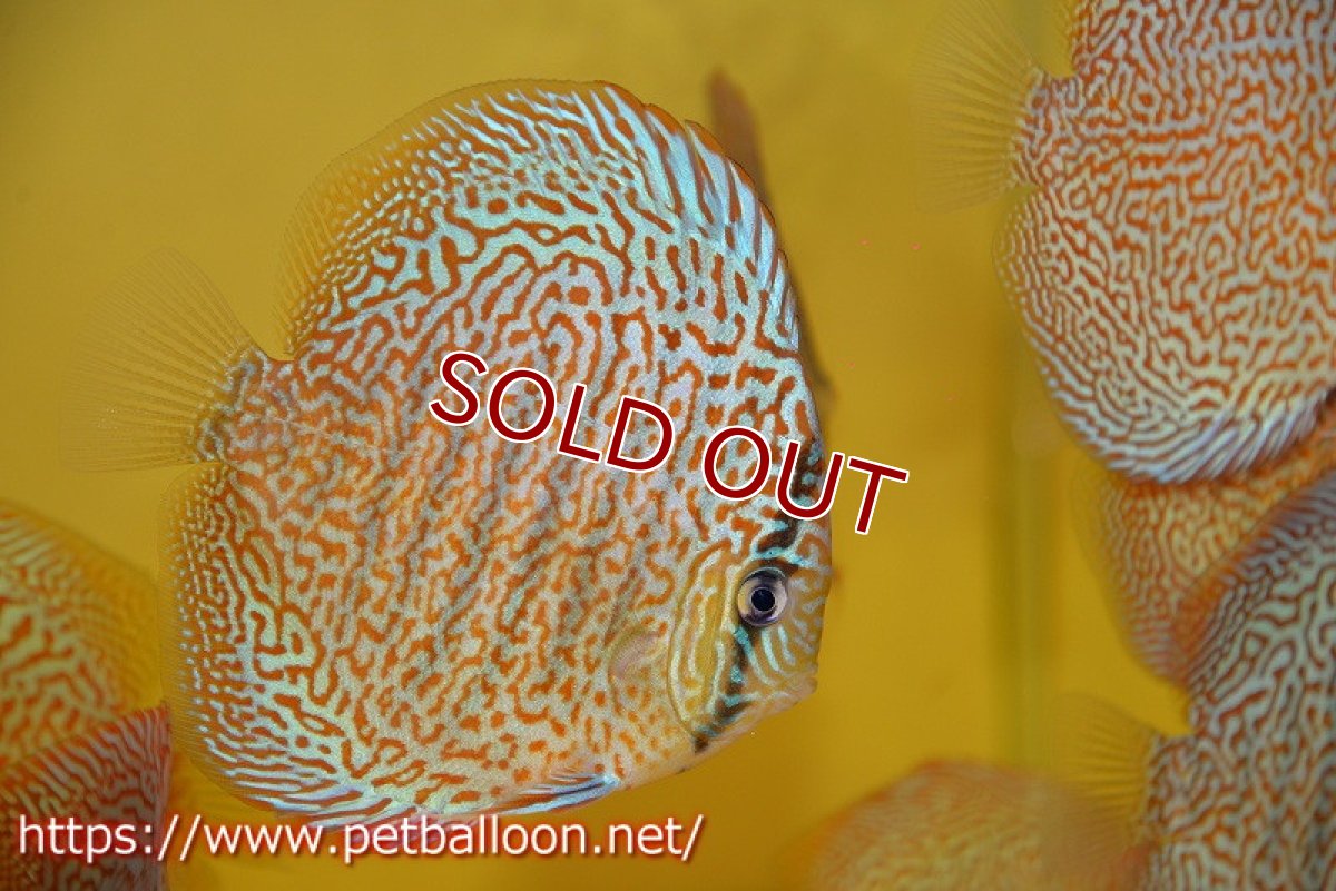 画像2: 【ディスカス】【通販】パンサーレオパード（スーパーファインパターン＆ハイフォーム）【個体販売】11-12cm（生体）マレーシア　KLディスカスファーム (2)