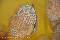 画像2: 【ディスカス】【通販】パンサーレオパード（スーパーファインパターン＆ハイフォーム）【個体販売】11-12cm（生体）マレーシア　KLディスカスファーム (2)