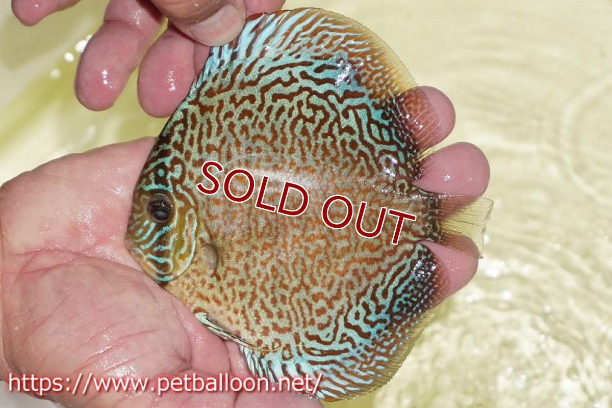 画像3: 【ディスカス】【通販】パンサーレオパード（スーパーファインパターン＆ハイフォーム）【個体販売】11-12cm（生体）マレーシア　KLディスカスファーム (3)