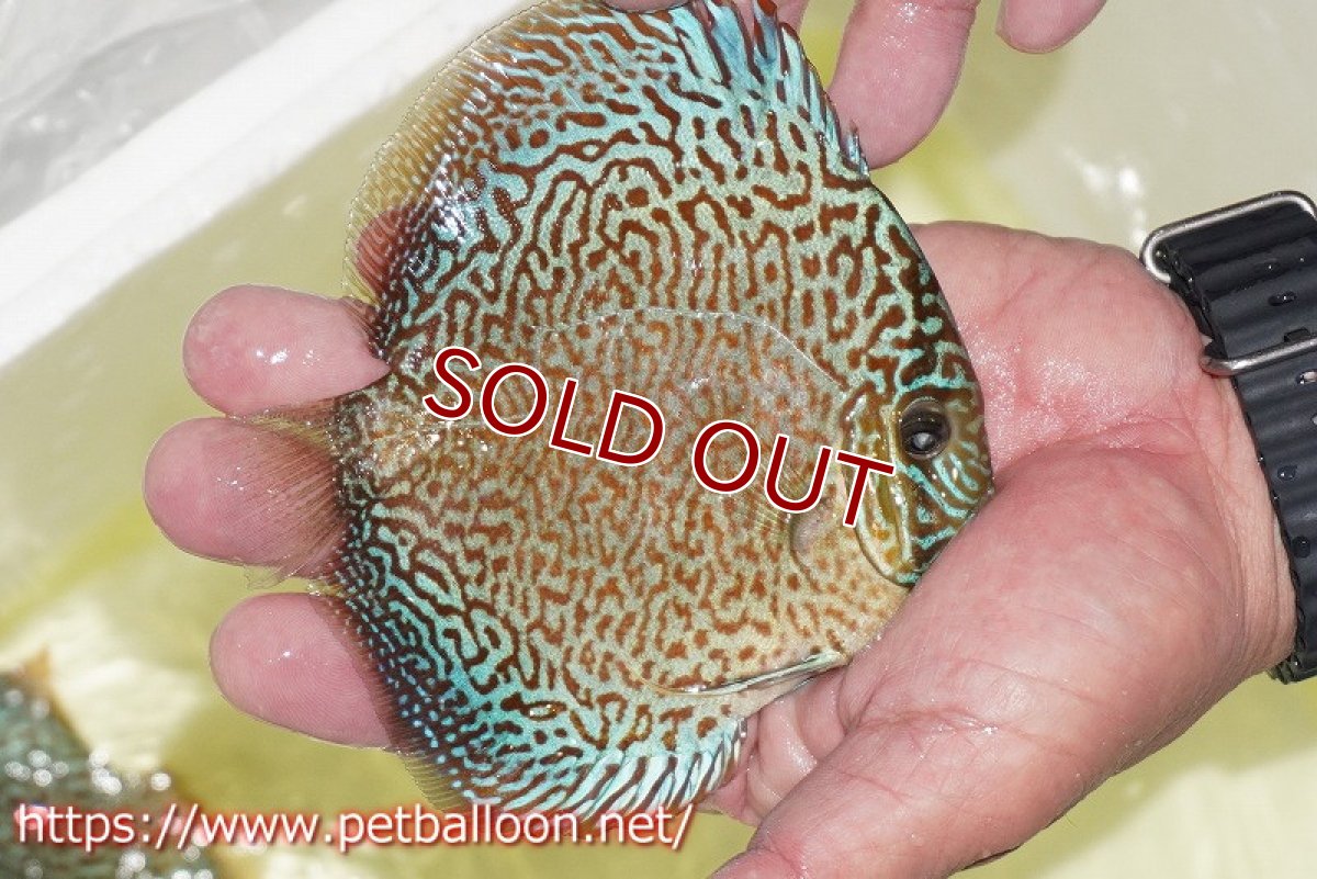 画像4: 【ディスカス】【通販】パンサーレオパード（スーパーファインパターン＆ハイフォーム）【個体販売】11-12cm（生体）マレーシア　KLディスカスファーム (4)