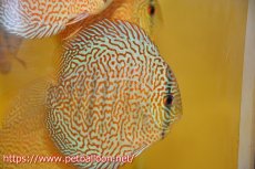 画像1: 【ディスカス】【通販】パンサーレオパード（スーパーファインパターン＆ハイフォーム）【個体販売】11-12cm（生体）マレーシア　KLディスカスファーム (1)