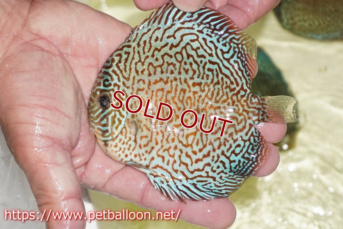 画像2: 【ディスカス】【通販】パンサーレオパード（スーパーファインパターン＆ハイフォーム）【個体販売】11-12cm（生体）マレーシア　KLディスカスファーム (2)