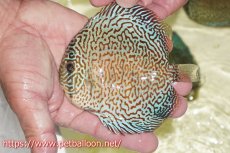 画像2: 【ディスカス】【通販】パンサーレオパード（スーパーファインパターン＆ハイフォーム）【個体販売】11-12cm（生体）マレーシア　KLディスカスファーム (2)