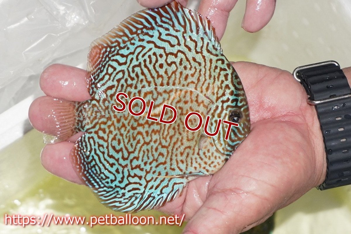 画像3: 【ディスカス】【通販】パンサーレオパード（スーパーファインパターン＆ハイフォーム）【個体販売】11-12cm（生体）マレーシア　KLディスカスファーム (3)