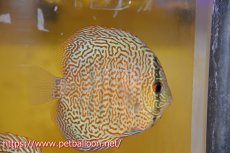 画像1: 【ディスカス】【通販】パンサーレオパード（スーパーファインパターン＆ハイフォーム）【個体販売】11-12cm（生体）マレーシア　KLディスカスファーム (1)