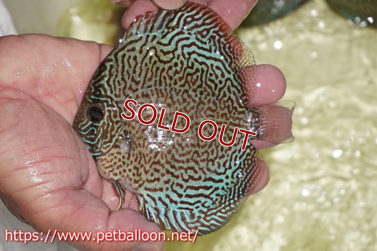 画像2: 【ディスカス】【通販】パンサーレオパード（スーパーファインパターン＆ハイフォーム）【個体販売】11-12cm（生体）マレーシア　KLディスカスファーム (2)