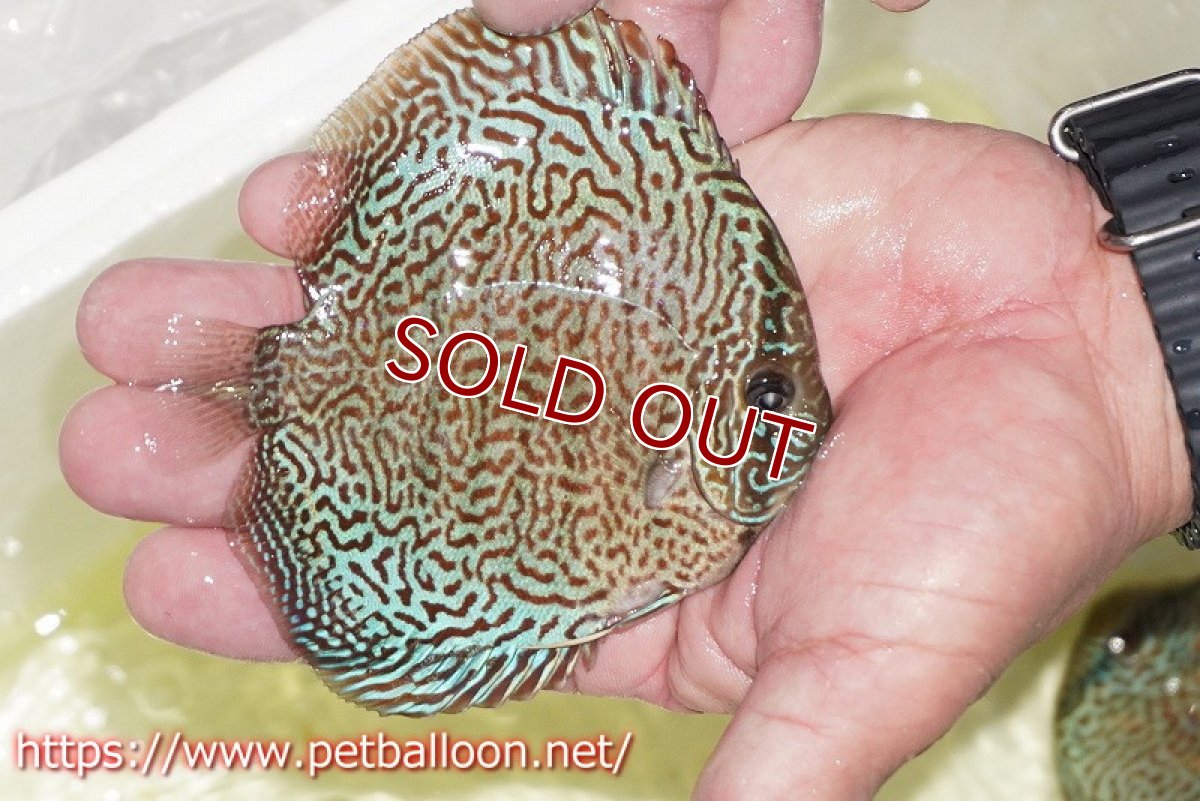 画像3: 【ディスカス】【通販】パンサーレオパード（スーパーファインパターン＆ハイフォーム）【個体販売】11-12cm（生体）マレーシア　KLディスカスファーム (3)