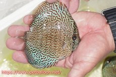 画像3: 【ディスカス】【通販】パンサーレオパード（スーパーファインパターン＆ハイフォーム）【個体販売】11-12cm（生体）マレーシア　KLディスカスファーム (3)