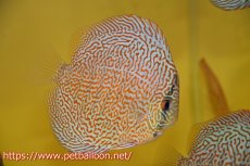 画像1: 【ディスカス】【通販】パンサーレオパード（スーパーファインパターン＆ハイフォーム）【個体販売】11-12cm（生体）マレーシア　KLディスカスファーム (1)