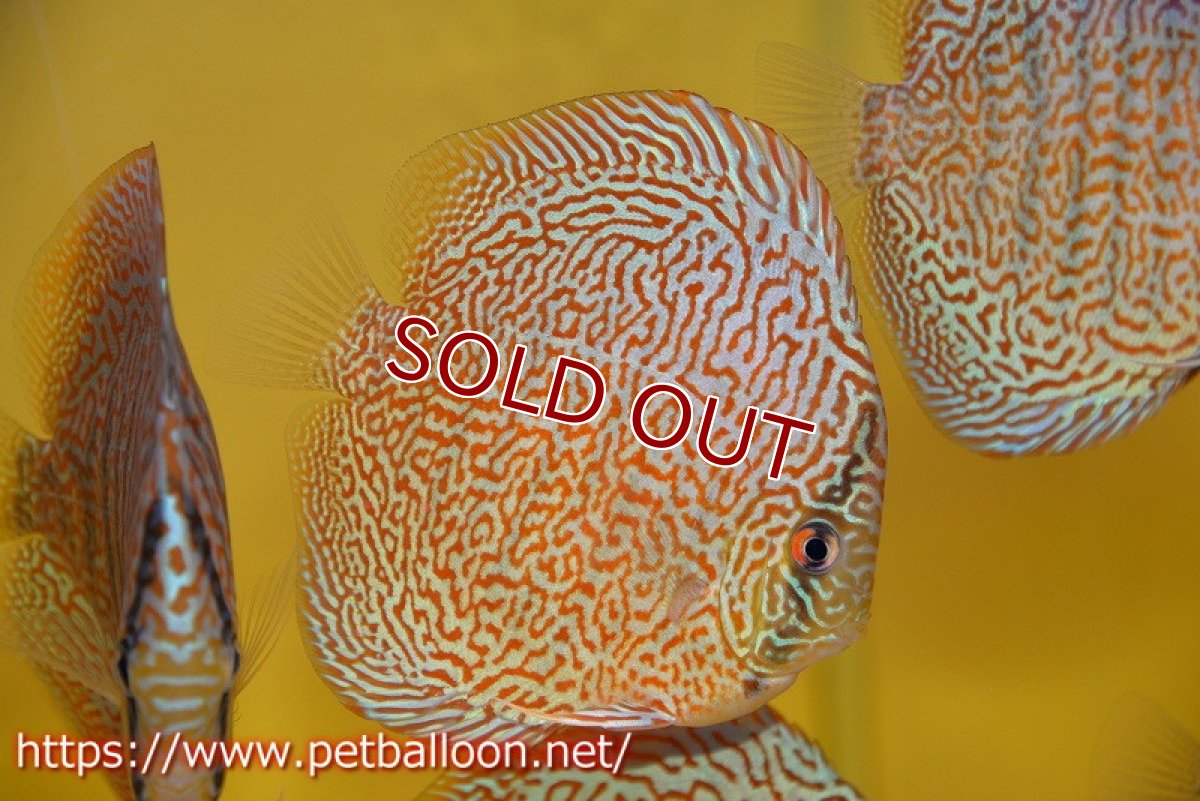 画像2: 【ディスカス】【通販】パンサーレオパード（スーパーファインパターン＆ハイフォーム）【個体販売】11-12cm（生体）マレーシア　KLディスカスファーム (2)