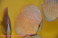 画像2: 【ディスカス】【通販】パンサーレオパード（スーパーファインパターン＆ハイフォーム）【個体販売】11-12cm（生体）マレーシア　KLディスカスファーム (2)