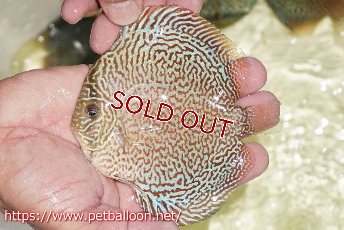 画像3: 【ディスカス】【通販】パンサーレオパード（スーパーファインパターン＆ハイフォーム）【個体販売】11-12cm（生体）マレーシア　KLディスカスファーム (3)