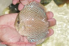 画像3: 【ディスカス】【通販】パンサーレオパード（スーパーファインパターン＆ハイフォーム）【個体販売】11-12cm（生体）マレーシア　KLディスカスファーム (3)