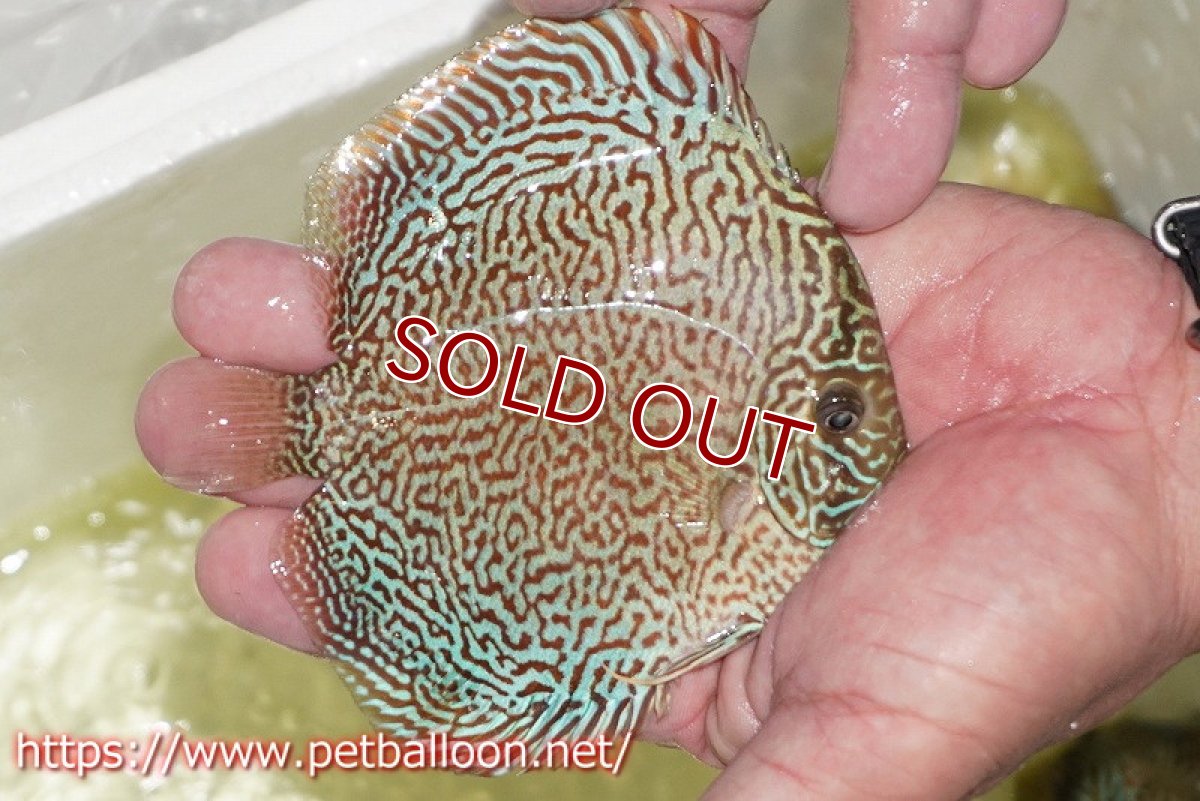 画像4: 【ディスカス】【通販】パンサーレオパード（スーパーファインパターン＆ハイフォーム）【個体販売】11-12cm（生体）マレーシア　KLディスカスファーム (4)