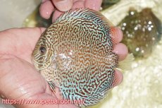 画像1: 【ディスカス】【通販】パンサーレオパード（スーパーファインパターン＆ハイフォーム）【個体販売】11-12cm（生体）マレーシア　KLディスカスファーム (1)