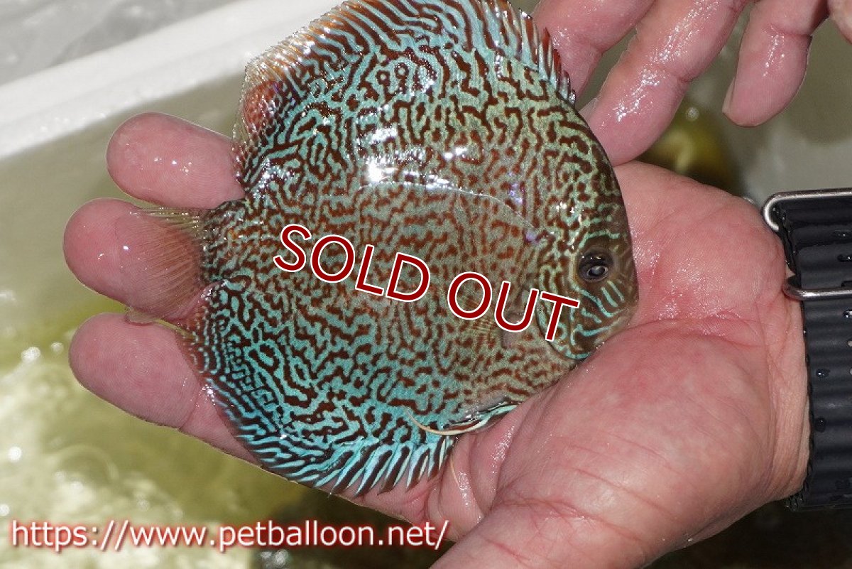 画像2: 【ディスカス】【通販】パンサーレオパード（スーパーファインパターン＆ハイフォーム）【個体販売】11-12cm（生体）マレーシア　KLディスカスファーム (2)