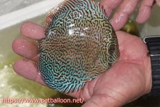 画像2: 【ディスカス】【通販】パンサーレオパード（スーパーファインパターン＆ハイフォーム）【個体販売】11-12cm（生体）マレーシア　KLディスカスファーム (2)