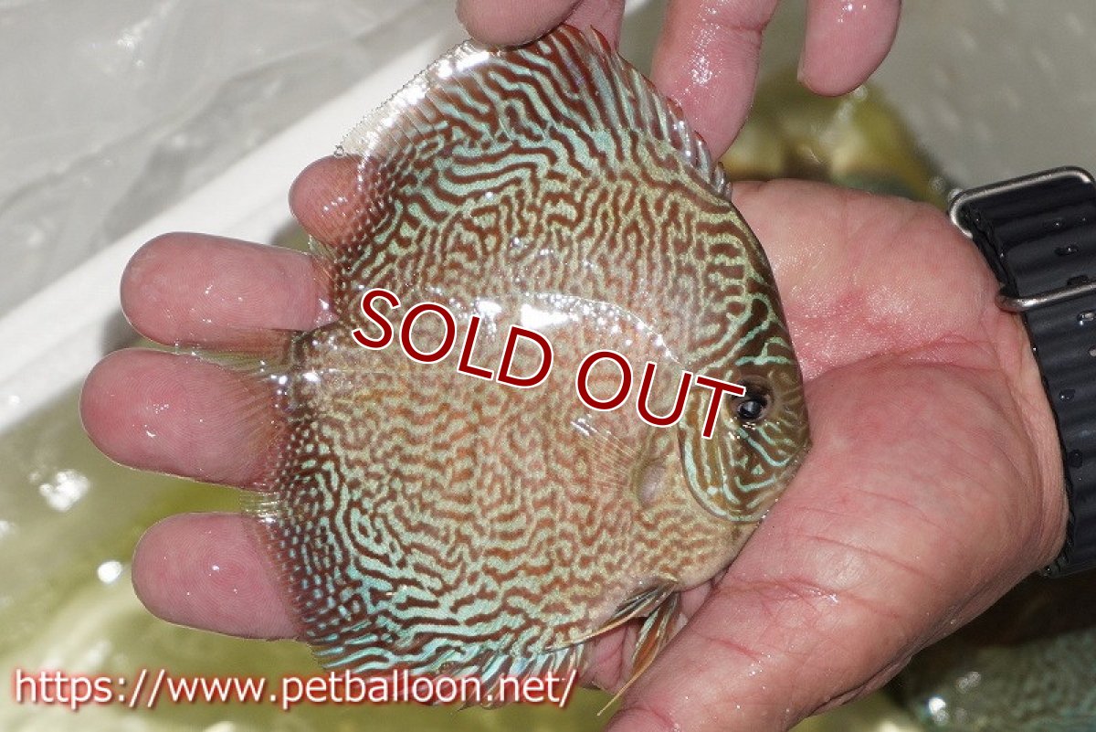 画像2: 【ディスカス】【通販】パンサーレオパード（スーパーファインパターン＆ハイフォーム）【個体販売】11-12cm（生体）マレーシア　KLディスカスファーム (2)