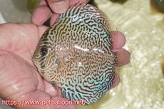 画像1: 【ディスカス】【通販】パンサーレオパード（スーパーファインパターン＆ハイフォーム）【個体販売】11-12cm（生体）マレーシア　KLディスカスファーム (1)