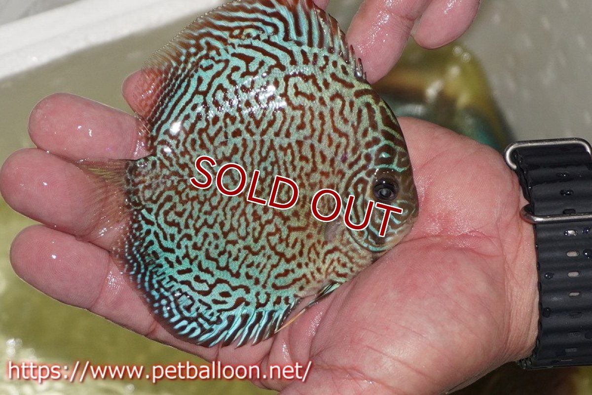 画像2: 【ディスカス】【通販】パンサーレオパード（スーパーファインパターン＆ハイフォーム）【個体販売】11-12cm（生体）マレーシア　KLディスカスファーム (2)