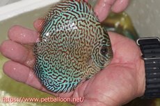 画像2: 【ディスカス】【通販】パンサーレオパード（スーパーファインパターン＆ハイフォーム）【個体販売】11-12cm（生体）マレーシア　KLディスカスファーム (2)