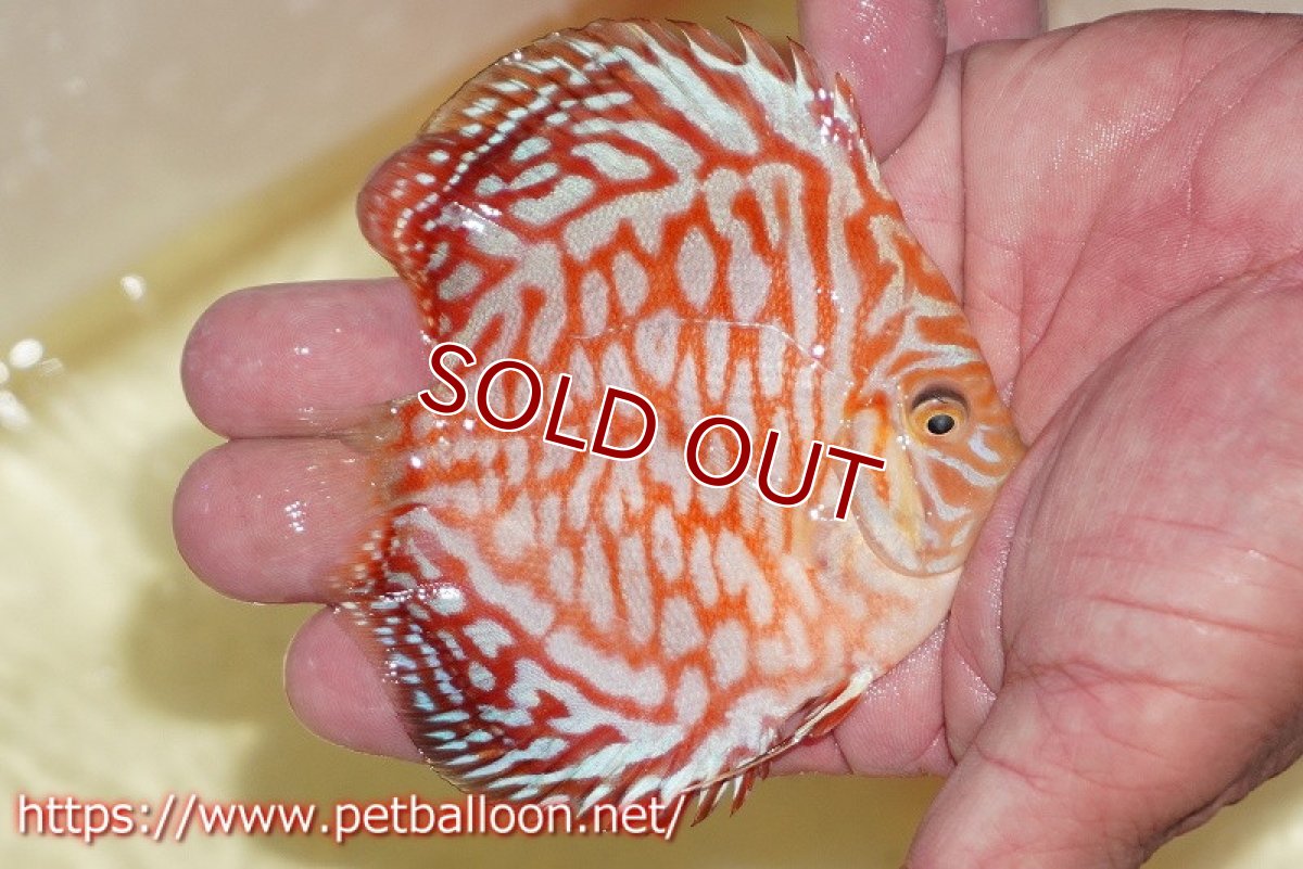 画像2: 【ディスカス】【通販】スーパーレッドジャガー【個体販売】9-10cm （生体）マレーシア　NAディスカスファーム (2)