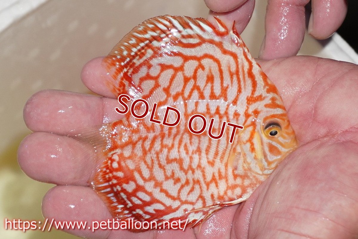 画像2: 【ディスカス】【通販】スーパーレッドジャガー【個体販売】9-10cm （生体）マレーシア　NAディスカスファーム (2)