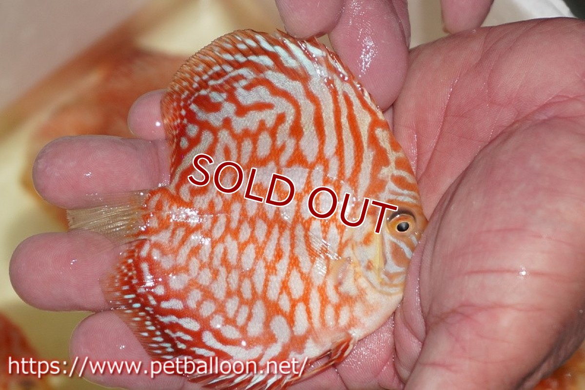 画像2: 【ディスカス】【通販】スーパーレッドジャガー【個体販売】9-10cm （生体）マレーシア　NAディスカスファーム (2)