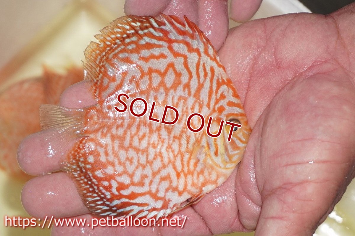 画像2: 【ディスカス】【通販】スーパーレッドジャガー【個体販売】9-10cm （生体）マレーシア　NAディスカスファーム (2)