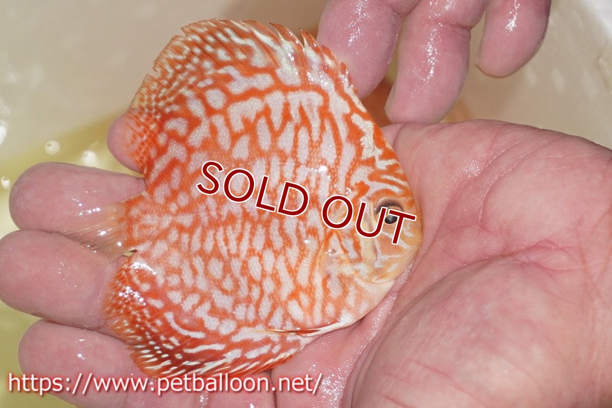 画像2: 【ディスカス】【通販】スーパーレッドジャガー【個体販売】9-10cm （生体）マレーシア　NAディスカスファーム (2)