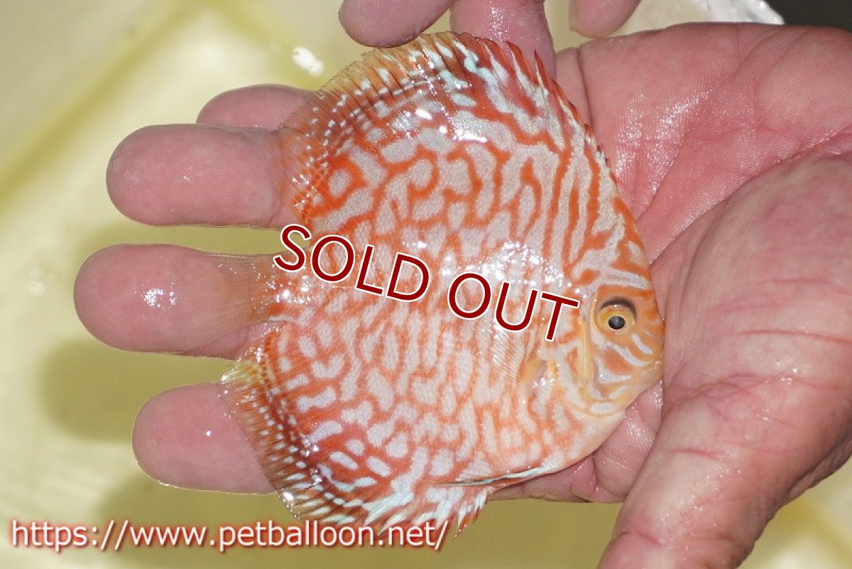 画像2: 【ディスカス】【通販】スーパーレッドジャガー【個体販売】9-10cm （生体）マレーシア　NAディスカスファーム (2)