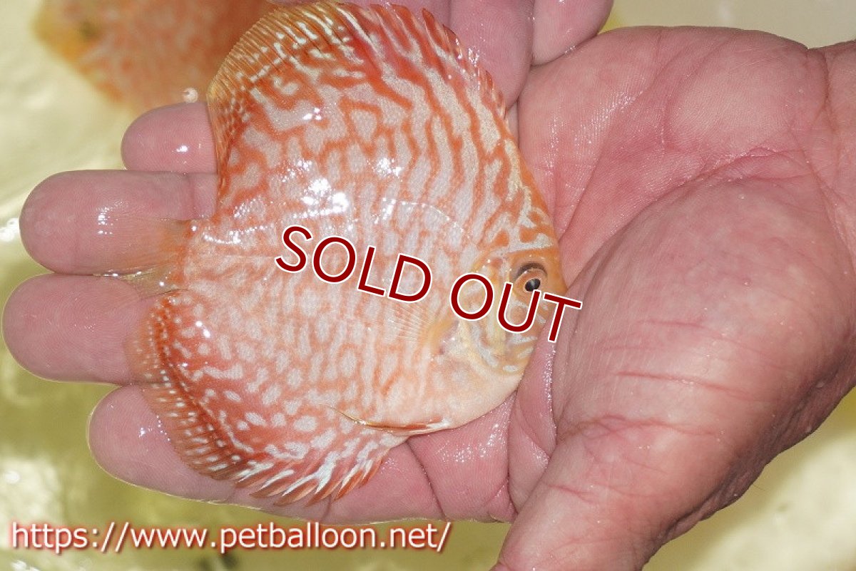 画像2: 【ディスカス】【通販】スーパーレッドジャガー【個体販売】9-10cm （生体）マレーシア　NAディスカスファーム (2)