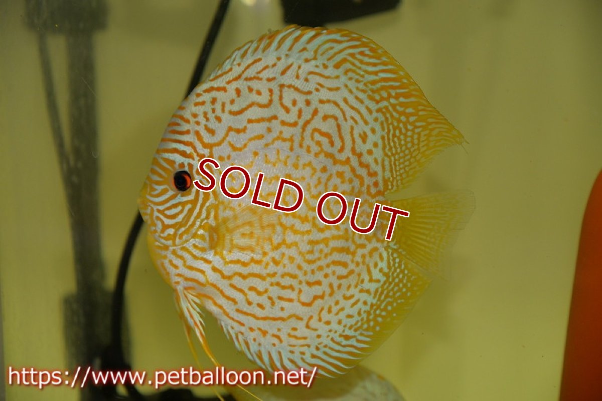 画像2: 【ディスカス】【通販】【産卵経験あり】スーパーブルーレオパード（ラインパターン＆ソリッドパターン）【個体ペア販売】15-17cm（生体）マレーシア　NAディスカスファーム (2)