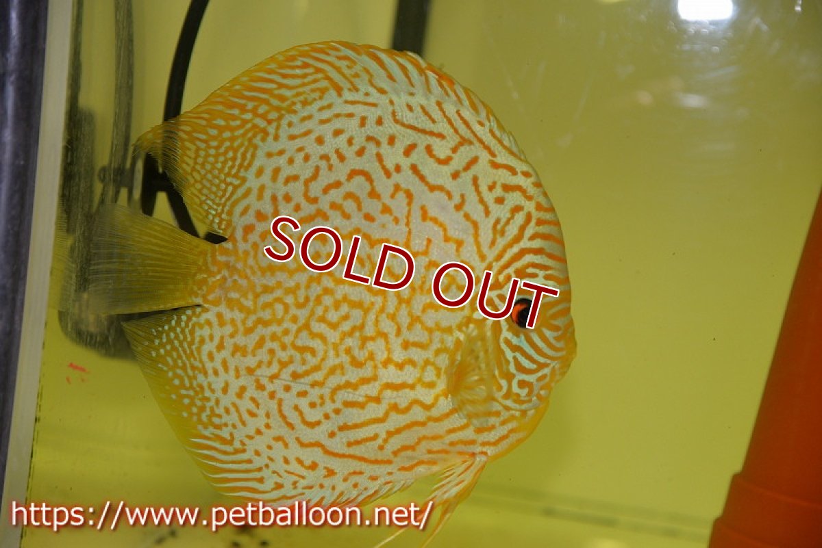 画像3: 【ディスカス】【通販】【産卵経験あり】スーパーブルーレオパード（ラインパターン＆ソリッドパターン）【個体ペア販売】15-17cm（生体）マレーシア　NAディスカスファーム (3)