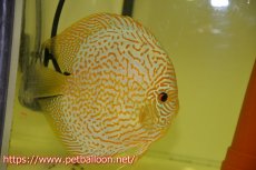 画像3: 【ディスカス】【通販】【産卵経験あり】スーパーブルーレオパード（ラインパターン＆ソリッドパターン）【個体ペア販売】15-17cm（生体）マレーシア　NAディスカスファーム (3)