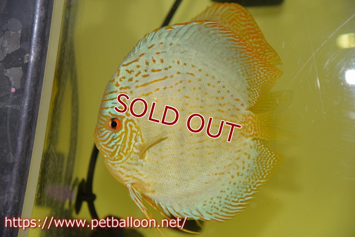 画像4: 【ディスカス】【通販】【産卵経験あり】スーパーブルーレオパード（ラインパターン＆ソリッドパターン）【個体ペア販売】15-17cm（生体）マレーシア　NAディスカスファーム (4)