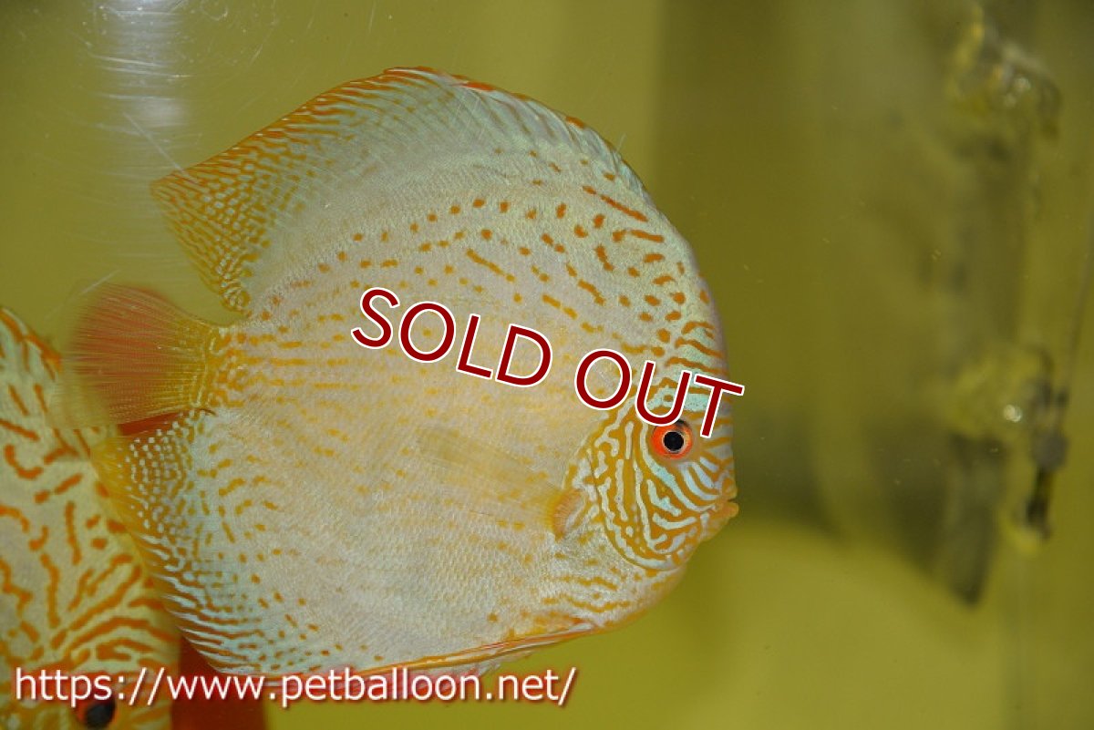 画像5: 【ディスカス】【通販】【産卵経験あり】スーパーブルーレオパード（ラインパターン＆ソリッドパターン）【個体ペア販売】15-17cm（生体）マレーシア　NAディスカスファーム (5)