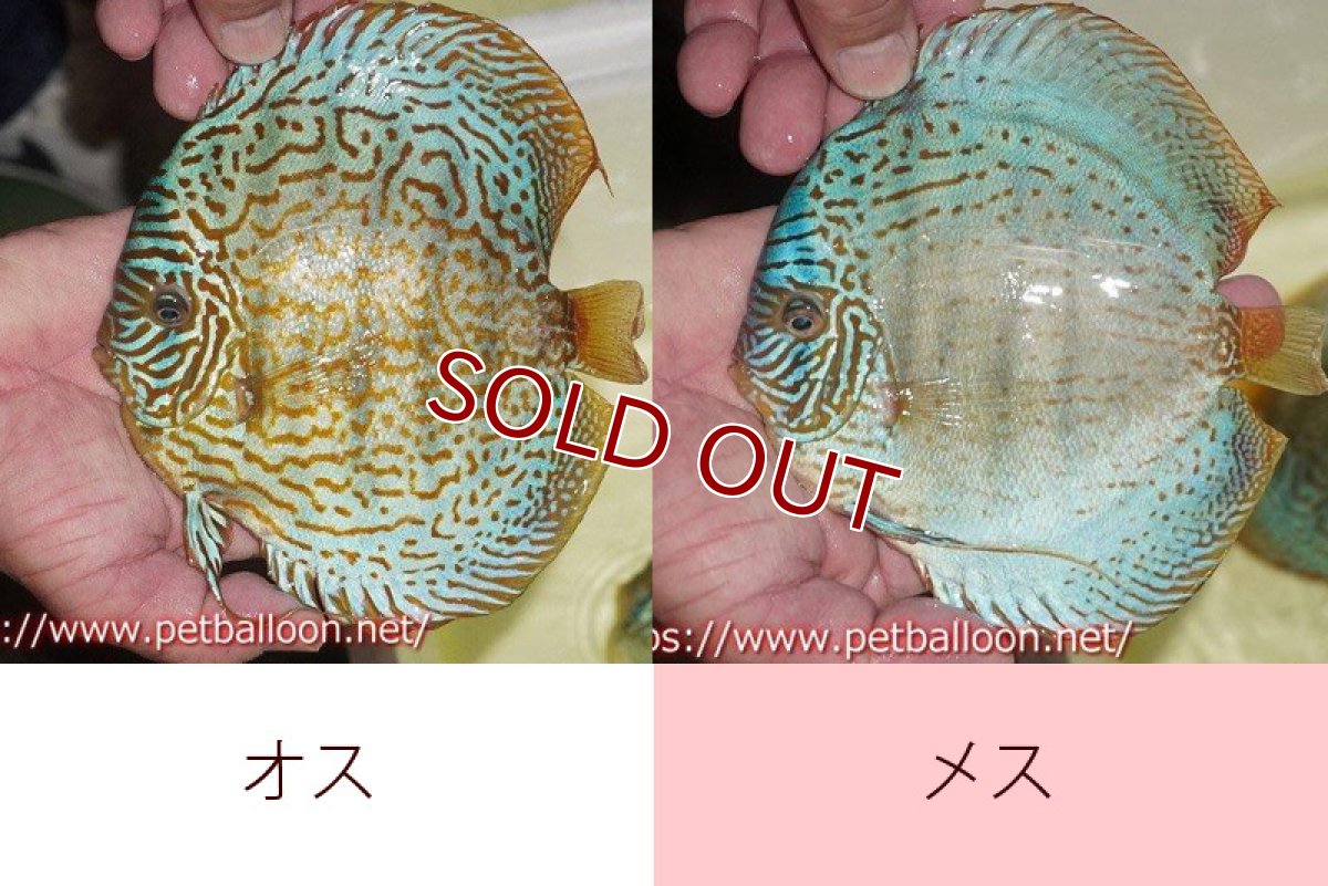 画像6: 【ディスカス】【通販】【産卵経験あり】スーパーブルーレオパード（ラインパターン＆ソリッドパターン）【個体ペア販売】15-17cm（生体）マレーシア　NAディスカスファーム (6)